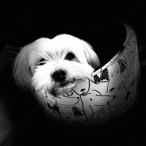 #BE227824 - Gafi - Chien perdu - Liège | AnimalWeb #BE227824 - Gafi - Chien perdu - Liège | AnimalWeb