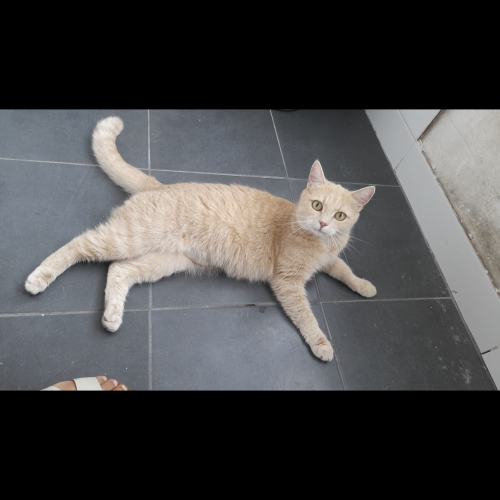 #BE227826 - Isabelle - Chat perdu - Sint-Pieters-Leeuw | AnimalWeb #BE227826 - Isabelle - Chat perdu - Sint-Pieters-Leeuw | AnimalWeb