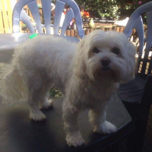 #BE227868 - Chien perdu #BE227868 - Chien perdu