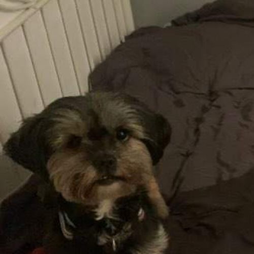 #BE227877 - Chien perdu #BE227877 - Chien perdu