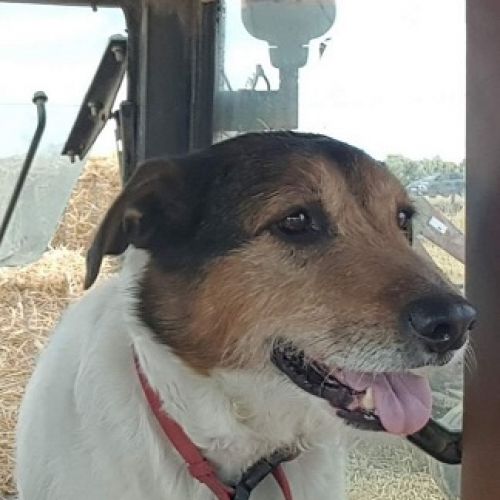 #BE227884 - Chien perdu #BE227884 - Chien perdu