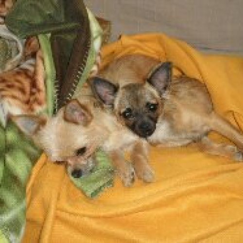#BE227888 - Chien perdu #BE227888 - Chien perdu