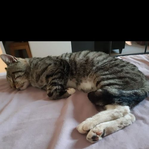 #BE227897 - Chat trouvé #BE227897 - Chat trouvé