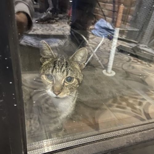 #BE227905 - Chat trouvé #BE227905 - Chat trouvé