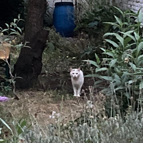 #BE227915 - Chat Trouvé #BE227915 - Chat Trouvé