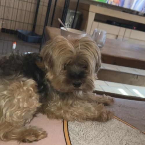 #BE227922 - Chien perdu #BE227922 - Chien perdu