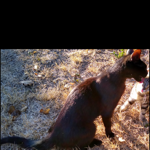 #BE227924 - Chat perdu #BE227924 - Chat perdu