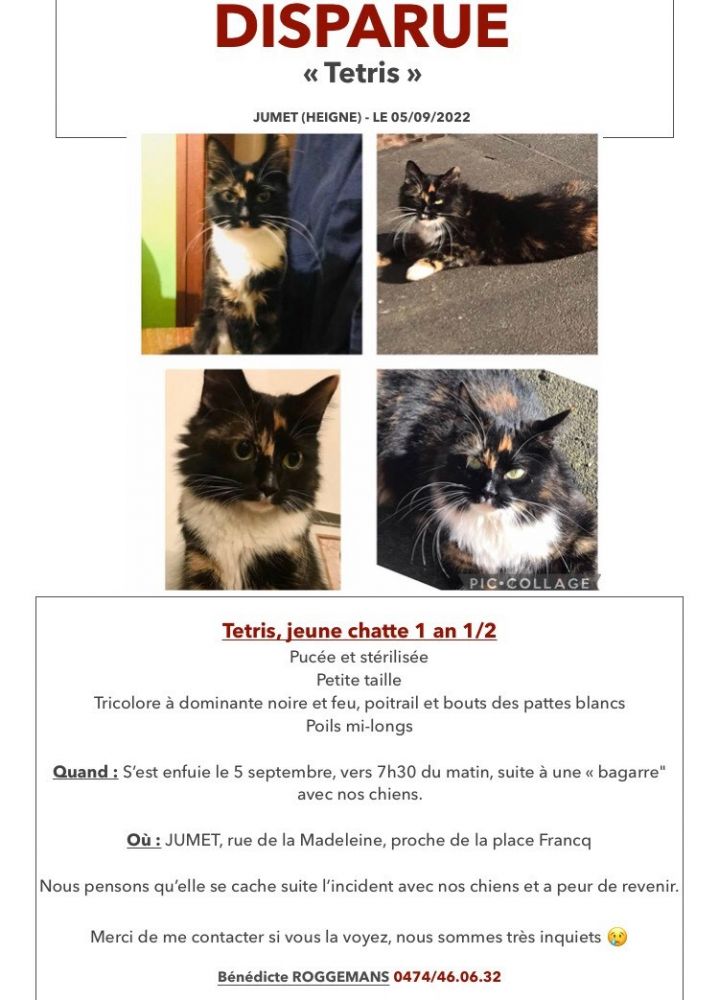 Be Tetris Chat Perdu Jumet Animalweb