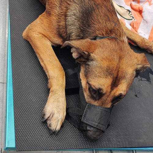 #BE227941 - Chien trouvé #BE227941 - Chien trouvé