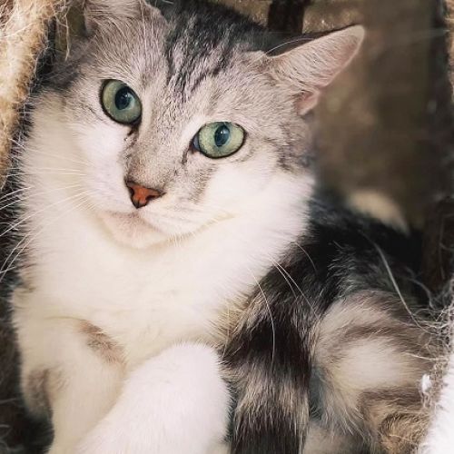 #BE227961 - Chat à adopter #BE227961 - Chat à adopter