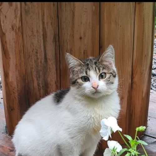 #BE227969 - Chat trouvé #BE227969 - Chat trouvé