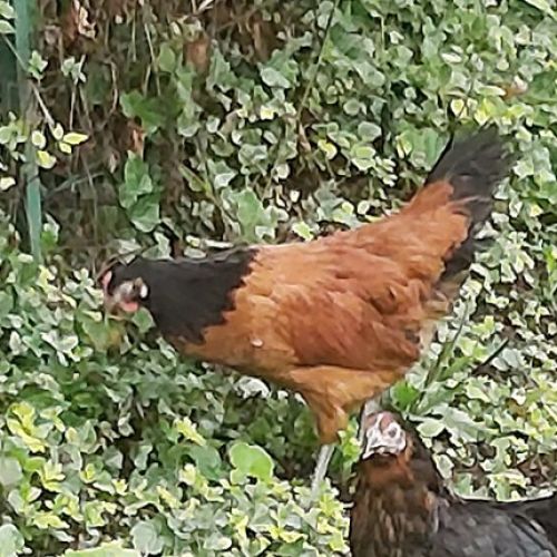 #BE227990 - Poule perdue #BE227990 - Poule perdue