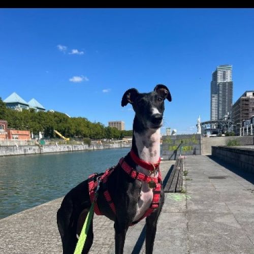 #BE227992 - Chien perdu #BE227992 - Chien perdu