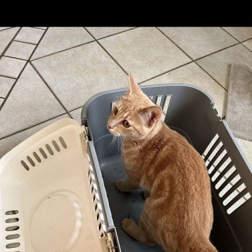 #BE228019 - Chat trouvé #BE228019 - Chat trouvé