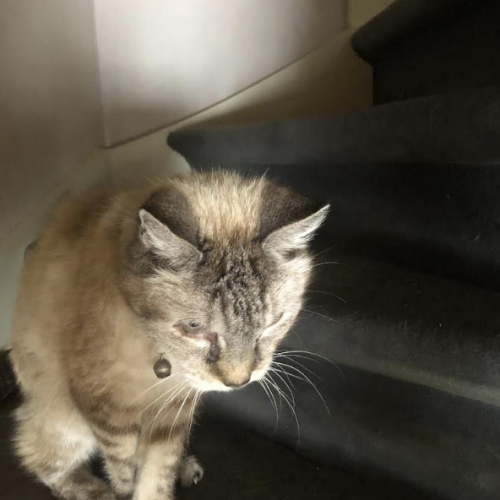 #BE228020 - Chat trouvé #BE228020 - Chat trouvé