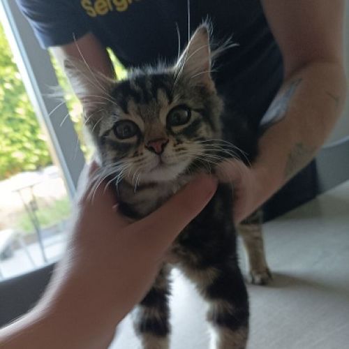 #BE228025 - Chat trouvé #BE228025 - Chat trouvé