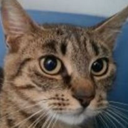 #BE228040 - Chat à Adopter #BE228040 - Chat à Adopter