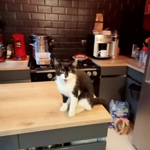 #BE228046 - Chat perdu #BE228046 - Chat perdu
