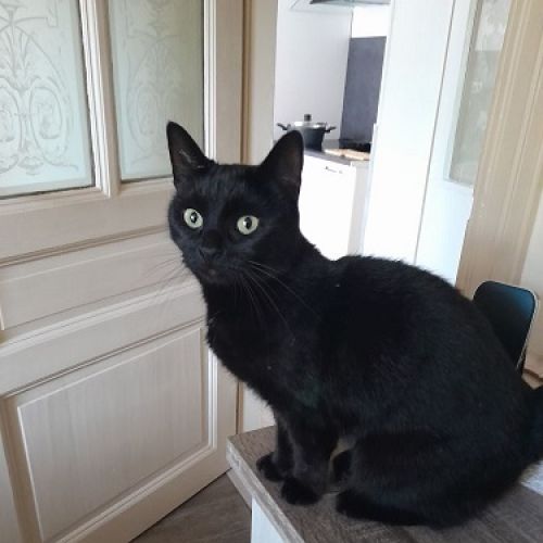 #BE228047 - Chat trouvé #BE228047 - Chat trouvé