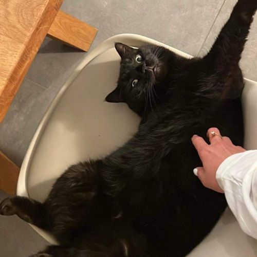 #BE228046 - Chat perdu #BE228046 - Chat perdu