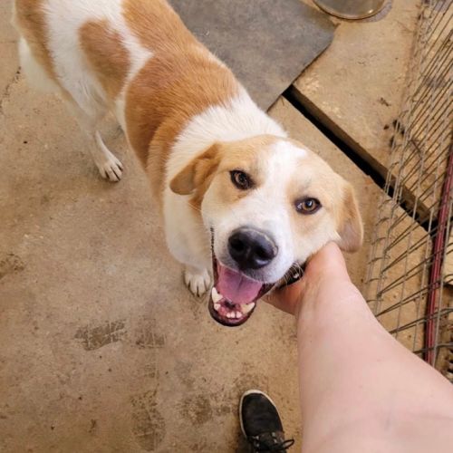 #BE228057 - Chien à adopter #BE228057 - Chien à adopter
