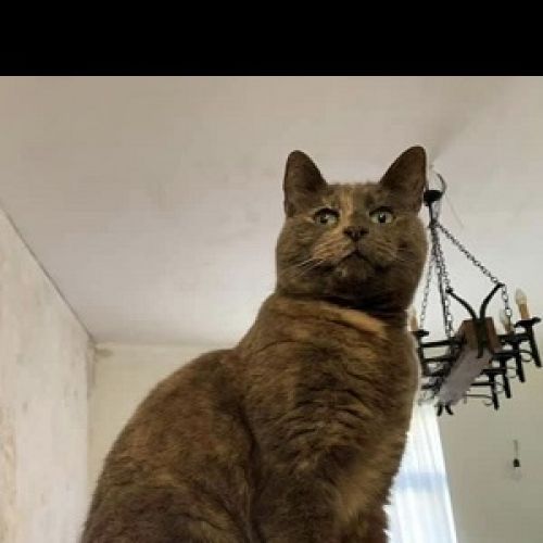 #BE228061 - Chat perdu #BE228061 - Chat perdu