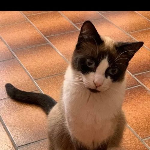 #BE228062 - Chat perdu #BE228062 - Chat perdu