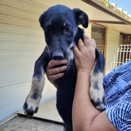 #BE228065 - Chien à adopter #BE228065 - Chien à adopter