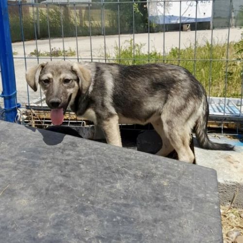 #BE228068 - Chien à adopter #BE228068 - Chien à adopter