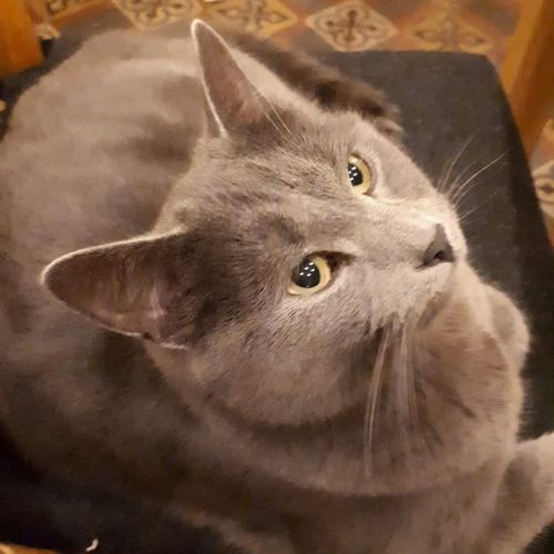#BE228069 - Chat perdu #BE228069 - Chat perdu
