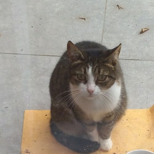 #BE228070 - Chat Trouvé #BE228070 - Chat Trouvé