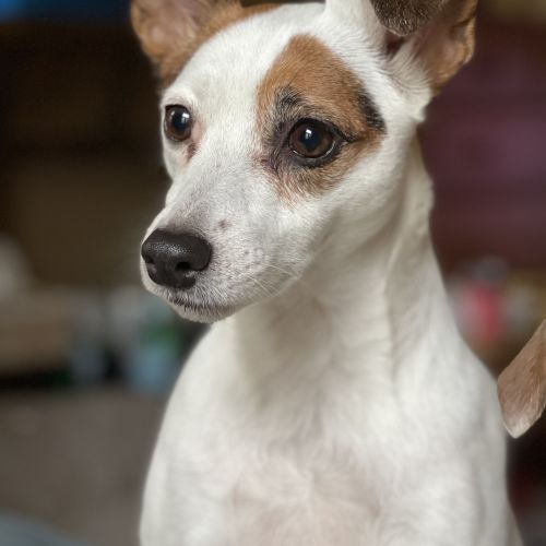#BE228072 - Chien perdu #BE228072 - Chien perdu