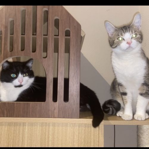 #BE228075 - Chats à adopter #BE228075 - Chats à adopter