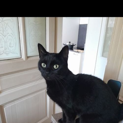 #BE228080 - Chat trouvé #BE228080 - Chat trouvé