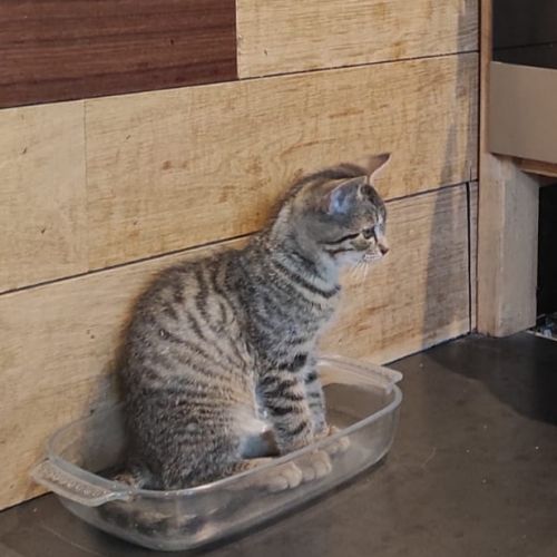 #BE228088 - Chat perdu #BE228088 - Chat perdu
