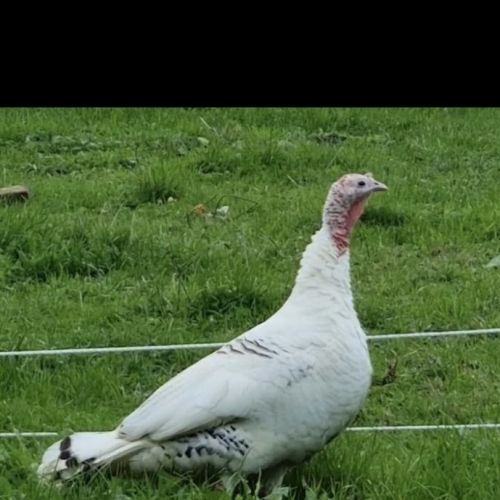#BE228106 - Dinde trouvée #BE228106 - Dinde trouvée