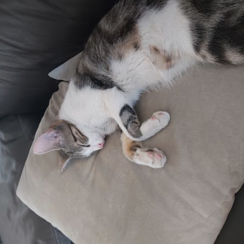 #BE228110 - Chat trouvé #BE228110 - Chat trouvé