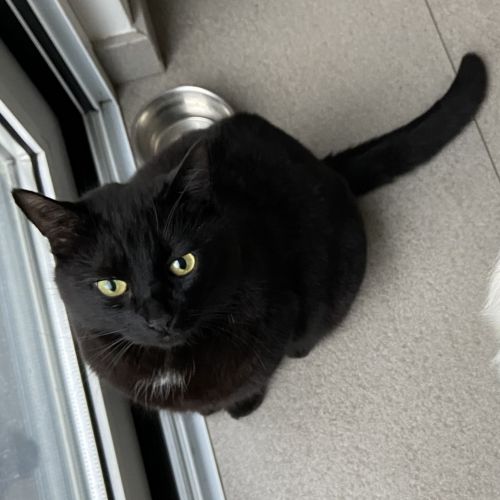 #BE228169 - Chat perdu #BE228169 - Chat perdu
