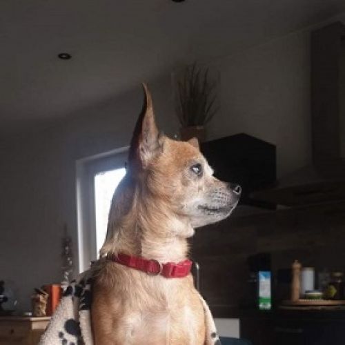 #BE228171 - Chien perdu #BE228171 - Chien perdu
