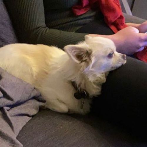#BE228173 - Chien perdu #BE228173 - Chien perdu