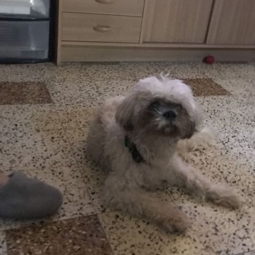 #BE228191 - Chien trouvé #BE228191 - Chien trouvé