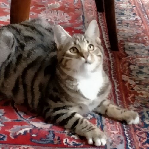 #BE228193 - Chat à adopter #BE228193 - Chat à adopter
