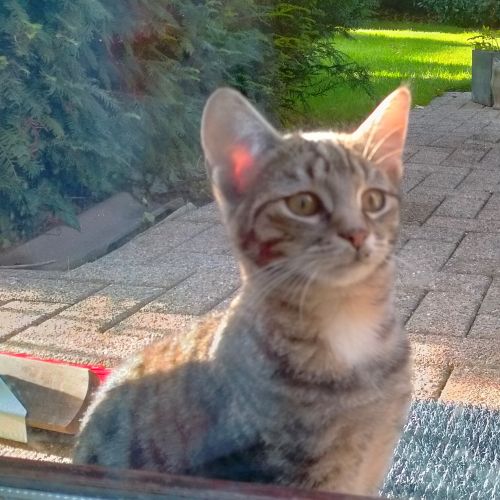 #BE228194 - Chat à adopter #BE228194 - Chat à adopter