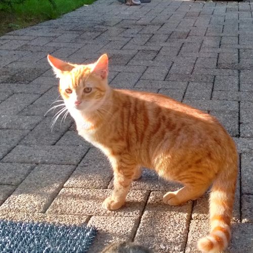 #BE228195 - Chat à adopter #BE228195 - Chat à adopter