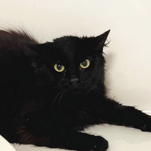 #BE228202 - Chat à adopter #BE228202 - Chat à adopter