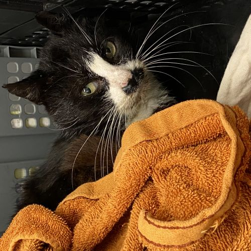 #BE228229 - Chat trouvé #BE228229 - Chat trouvé