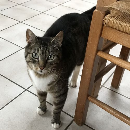 #BE228232 - Chat perdu #BE228232 - Chat perdu