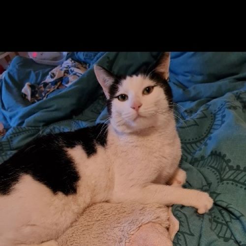 #BE228241 - Chat perdu #BE228241 - Chat perdu