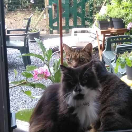 #BE228251 - Chat perdu #BE228251 - Chat perdu