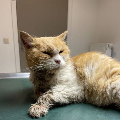 #BE228253 - Chat Trouvé #BE228253 - Chat Trouvé